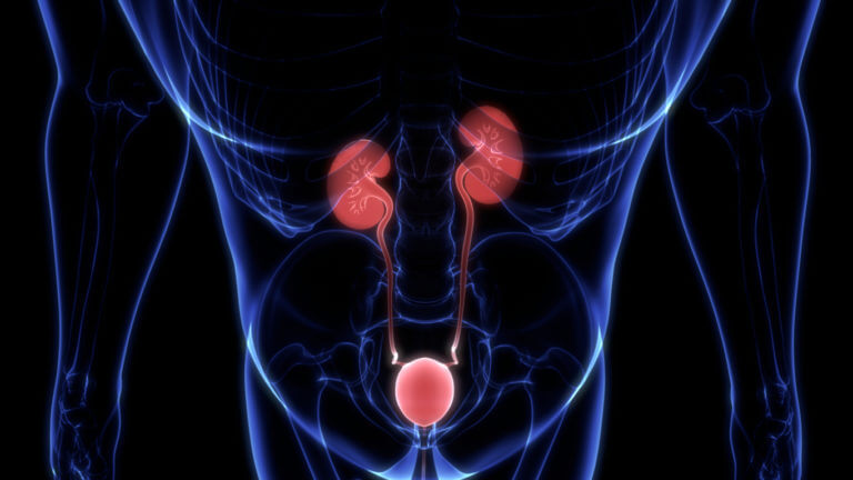 Human Urinary System Kidneys with Bladder